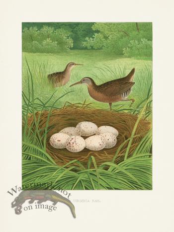 Thomas Gentry Bird 16